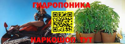 шишки Лесосибирск