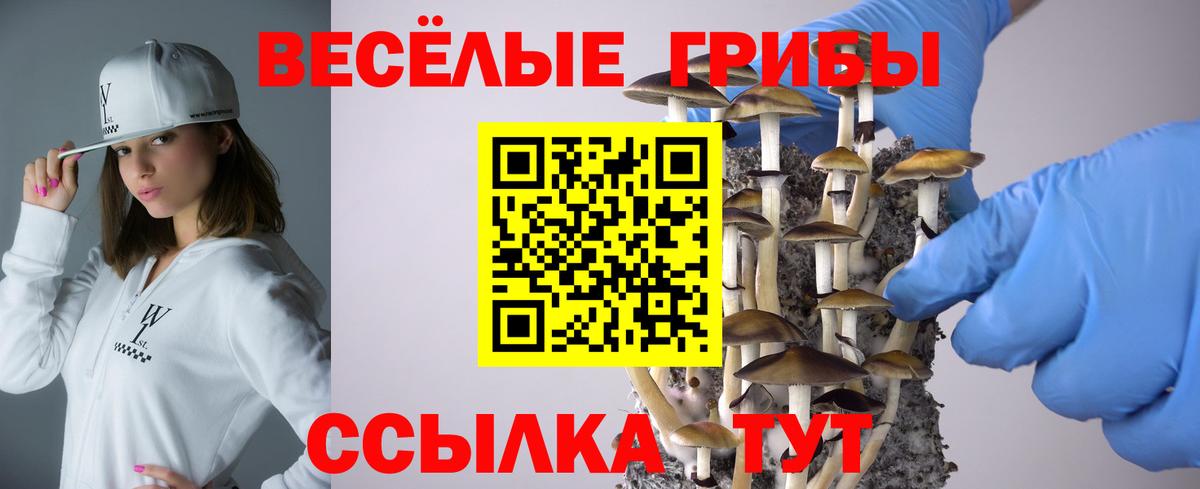 Электрогорск  Псилоцибиновые грибы ЛСД  Вход с VPN  Галлюциногенные грибы Cubensis 